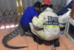 Buaya Milik Warga Lepas dari Kandang, Begini Cara Heroik Petugas Damkarmat Mengevakuasi