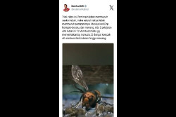 Viral Unggahan Mahfud Md Salah Narasi, Netizen: Itu Tawon Bukan Lebah Prof
