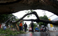 Pengendara Motor Tewas Tertimpa Pohon Tumbang di Jalan Trenggalek-Ponorogo