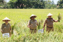 Jateng Mulai Panen Raya, Pj Gubernur Jateng: Menambah Stok Beras dan Stabilkan Harga