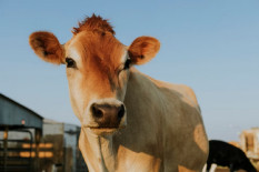 Menekan Impor Daging Sapi, Indonesia Fokuskan Pengembangan Ternak di Tiga Wilayah