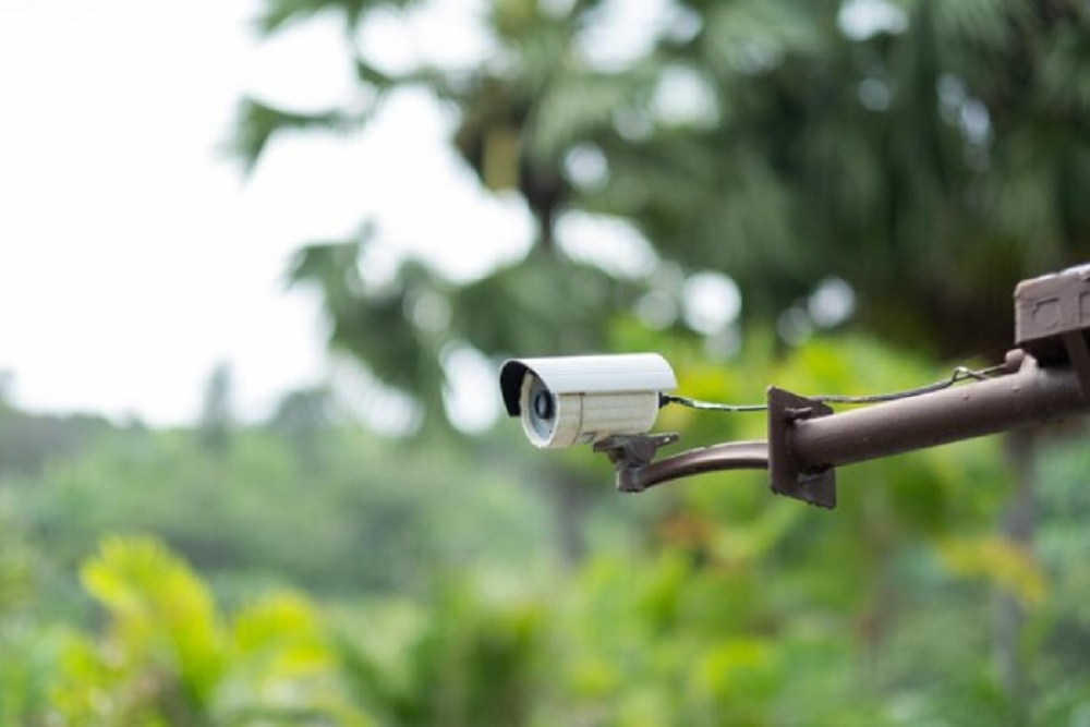 Pencuri Bebek di Srandakan Ini Tertangkap Berkat Rekaman CCTV