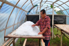 Pantai Sepanjang di Gunungkidul Hasilkan 2,2 Ton Garam