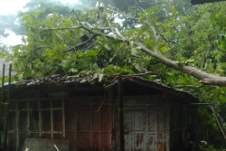 Hujan Angin, 50 Pohon Tumbang dan 4 Bangunan di Kulonprogo Rusak