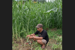 Cara Mancing Nila Menggunakan Rumput Kolonjono