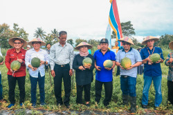 Bupati Sleman Panen Perdana Semangka Tanpa Biji Hasil Pemeberdayaan Indomaret, UGM & Petani Milenial