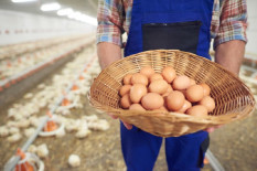 Puasa, Harga Telur dan Daging Ayam di Sleman Merangkak Naik