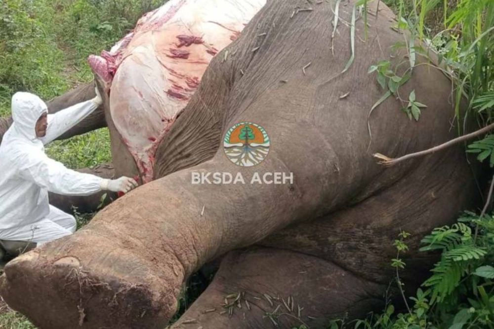 Dua Gajah Sumatra Mati Tersengat Listrik di Aceh dalam Sebulan Terakhir