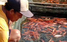 Hasilkan Panen Ikan Nila 4 Kali Lipat, Ini Rahasia yang Dikembangkan Pemkab Sleman