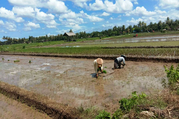 Waduh! Ratusan Hektare Lahan di Sleman Barat Dibiarkan Nganggur