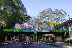 Perilaku Pengunjung Taman Safari Bogor Ini Viral Gara-Gara Buka Kaca Jendela Mobil di Kandang Singa Taman Safari