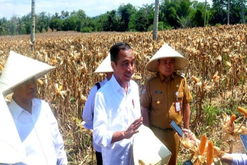 Jokowi Panen Jagung di Tengah Pembacaan Putusan Sengketa Pilpres di MK
