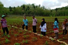 30.701 Hektar Lahan Pertanian Gunungkidul Dipanen, Petani Untung