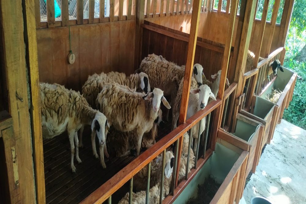 Cerita Ahmad Isroi, Beternak Domba Justru di saat Pandemi