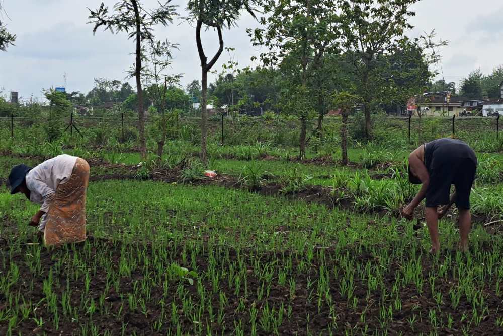 Sektor Pertanian Lesu di Awal Tahun, Pakar UGM Proyeksikan Tumbuh Positif di Triwulan II 2024