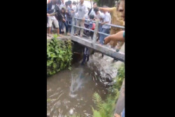 Viral Pelajar di Kota Jogja Tercebur Selokan Saat Serang Sekolah Lain, Begini Penjelasan Polisi