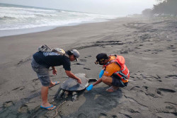 Seekor Penyu Lekang Berbobot 30 Kg Ditemukan Mati Siang Ini di Pantai Bantul