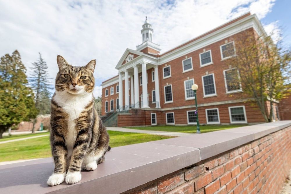 Seekor Kucing Dianugerahi Gelar Doktor dari Universitas