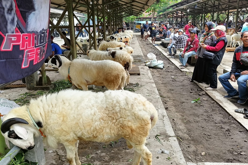 Kontes Domba Hias Diharapkan Dapat Mendongkrak Populasi dan Kualitas Ternak di Sleman