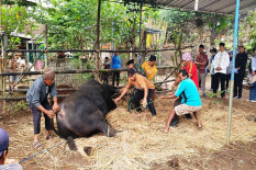 DKPP Bantul Seleksi 5 Sapi untuk Hewan Kurban Gubernur dan Presiden