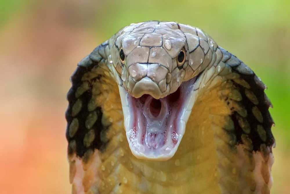 Kobra Sepanjang 1 Meter Masuk Rumah Warga Wonosari, Sembunyi di Belakang Gentong