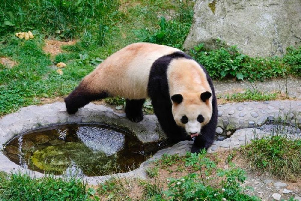 Mengenal Panda Raksasa Fu Bao, Si Harta Karun Keberuntungan