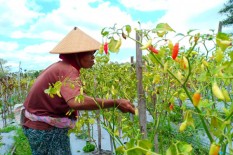 Musim Panen, Produtivitas Cabai Pesisir Kulonprogo Tembus Puluhan Ton