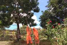 BPBD Gunungkidul Sudah Sudah Evakuasi 5 Sarang Tawon, Ini Lokasinya