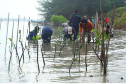 Cegah Abrasi dan Erosi, Mahasiswa UGM Tanam Ribuan Pohon Bakau dan Cemara