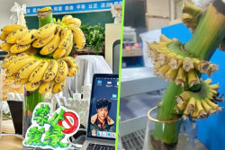 Cara Unik Pekerja Muda di China Menghilangkan Stres dengan Menanam Pohon Pisang di Meja Kantor