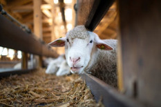 Mitra Pengemudi Dapat Sumbangan Puluhan Ekor Kambing