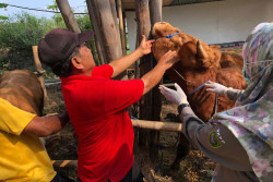 DKPP Bantul Kerahkan 150 petugas Pemantau Pemotongan Hewan Kurban Iduladha