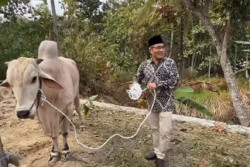 Sapi Kurban Bantuan Sultan HB X Disalurkan ke Warga Dingkikan Sedayu Bantul