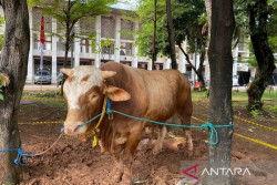 Gereja Katedral Sumbang Sapi untuk Masjid Istiqlal Jakarta di Hari Raya Iduladha