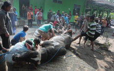 Berikut Rukun, Syarat dan Doa Menyembelih Hewan Kurban