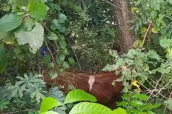 Berontak Saat Hendak Disembelih, Sapi di Prambanan Loncat ke Jurang