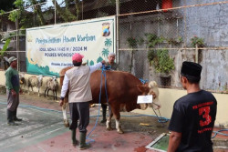 Polres Wonosobo Potong 5 Sapi Kurban dan 10 Kambing pada Iduladha 2024