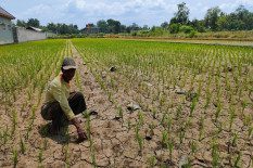 Produktivitas Lahan Pertanian di Bantul Terancam Bencana Kekeringan