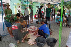 Jumlah Hewan Kurban yang Dipotong di Sleman Naik, Kasus Cacing Hati Menurun