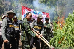 Lahan Ganja Seluas 2,5 Hektare di Aceh Dimusnahkan