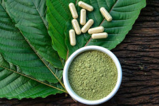 Fakta-fakta Seputar Daun Kratom, Selain Punya Nilai Jual juga Berefek Mirip Kokain