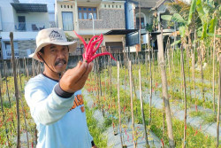 Jaga Pasokan, Petani Cabai di Sleman Digelontor Bantuan Rp2,7 Miliar