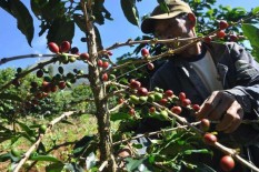 Jaga Kualitas Kopi, Petani di Temanggung Diarahkan Petik Merah