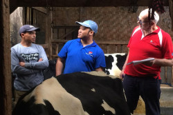 Proyek Dairy4Development Diklaim Mampu Sejahterakan Peternak Sapi Perah