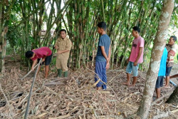 Kelompok Tani di Kulonprogo Dilatih Menyuburkan Lahan Pertanian dengan Mikroorganisme Asli