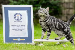 Seekor Kucing American Shorthair Cetak Rekor Dunia Main Skateboard Tercepat