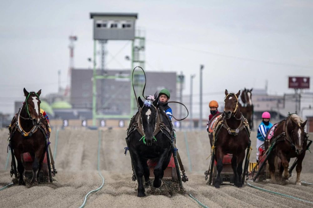 Pelan tapi Pasti, Melihat Kuda Adu Lambat di Pacuan Banei Keiba Jepang