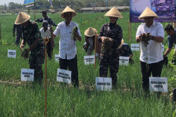 Wow! Juli-Agustus 2024, Bantul Panen hingga 20.000 Ton Bawang Merah