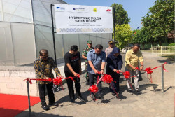 YPA-MDR Panen Perdana Melon Hidroponik dan Serahkan Rumah Tanam di SMKN Pandak