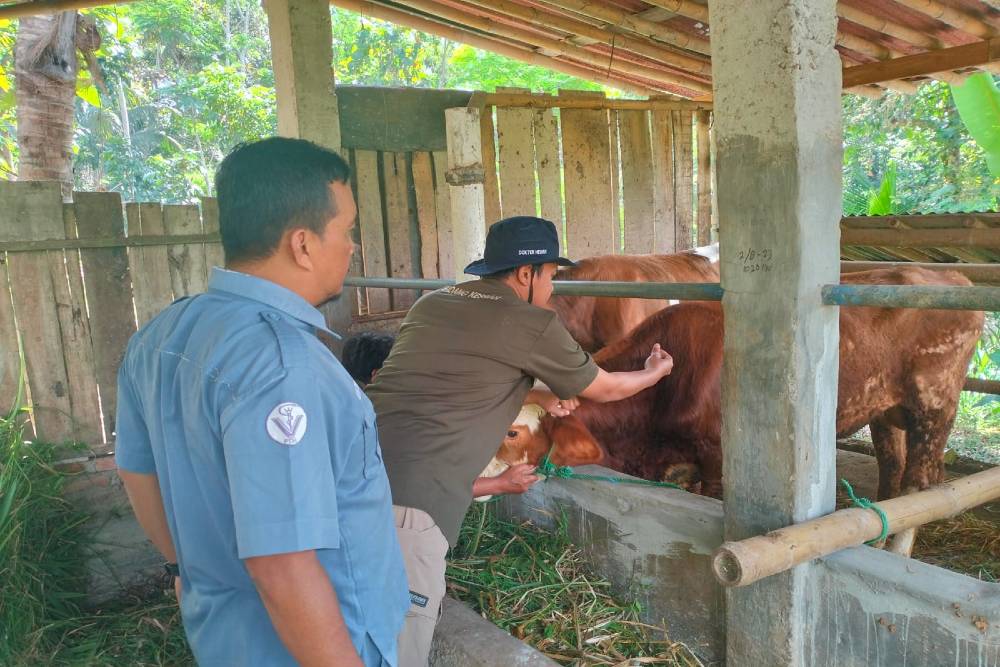 Puluhan Sapi di Kulonprogo Divaksin Antraks, Rutin hingga 2027 Mendatang